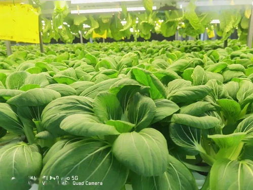 喜报 厉害了 长春农博园6大蔬菜品种获得全球 中国良好农业操作规范 双认证
