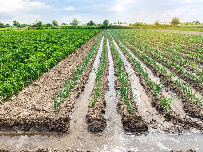 环保产品.农业和农田.作物.种植有机蔬菜.