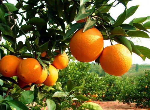 赣南脐橙 烟台苹果 眉县猕猴桃等14种水果被列入首批中欧地理标志保护产品